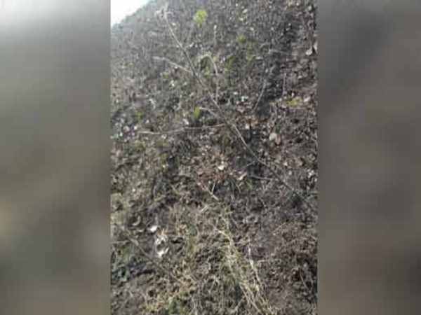 Junagadh, Rajkot, Gujarat, Gujarat farmers, Farmer immolates self, Crop failure, accidental death, Farmer Kills Self, Farmer, murder Self, Crop Loss, Gujarat Farmer, Crime, जूनागढ़, राजकोट, गुजरात, गुजरात के किसान, किसान, किसान ने जान दी