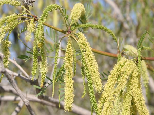 मजबूत होगा मंगल ग्रह