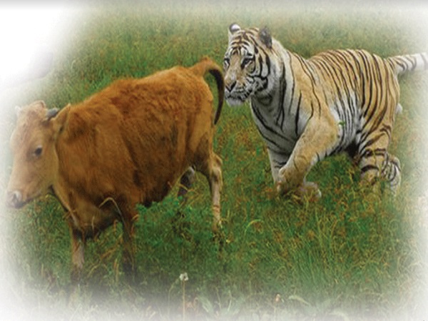 गुजरात के शेर चाहती है मध्य प्रदेश सरकार