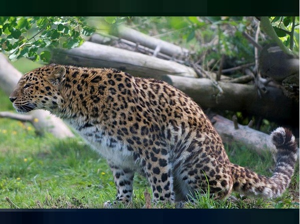 Rajkot, Gujarat, Panther, Panther attack, Leopard, panther attack human, राजकोट, गुजरात, तेंदुआ, किसान, तेंदुए, तेंदुए का हमला Rajkot, Gujarat, Panther, Panther attack, Leopard, panther attack human, राजकोट, गुजरात, तेंदुआ, किसान, तेंदुए, तेंदुए का हमला