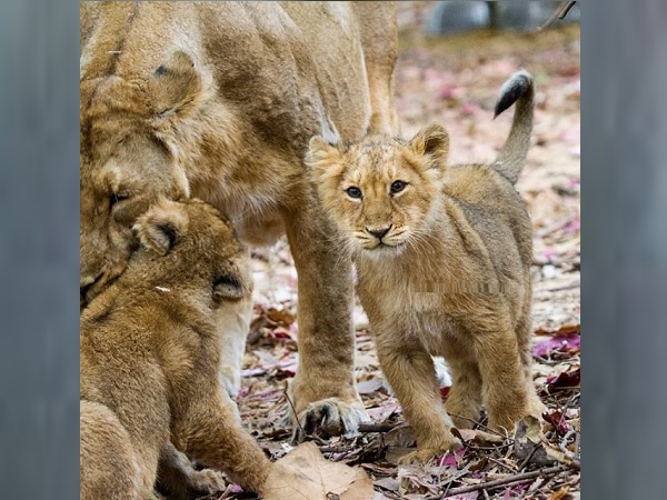 Gir forest, Gujarat, lion, lion cubs found dead, Paniya and Savarkundla ranges of Gir forest, Gir somnath, Gir Lion Deaths, Rajkot, शेर, गिर के जंगल, गुजरात, शेर की मौतें, राजकोट, गिर सोमनाथ, गिर
