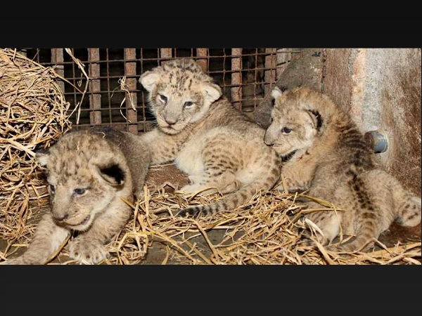 पिछले 8 वर्षों में सासन गिर में 529 शेरों की जान गई