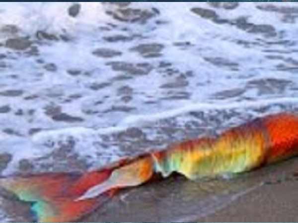 लालपरी की 90 फीसद मात्रा पाकिस्तानी जल क्षेत्र में लालपरी की 90 फीसद मात्रा पाकिस्तानी जल क्षेत्र में