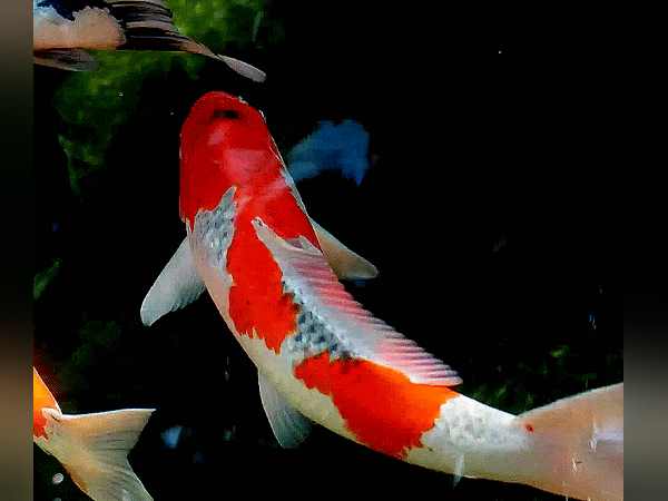 पाकिस्तानी मरीन सिक्योरिटी बना लेती है अपना शिकार पाकिस्तानी मरीन सिक्योरिटी बना लेती है अपना शिकार