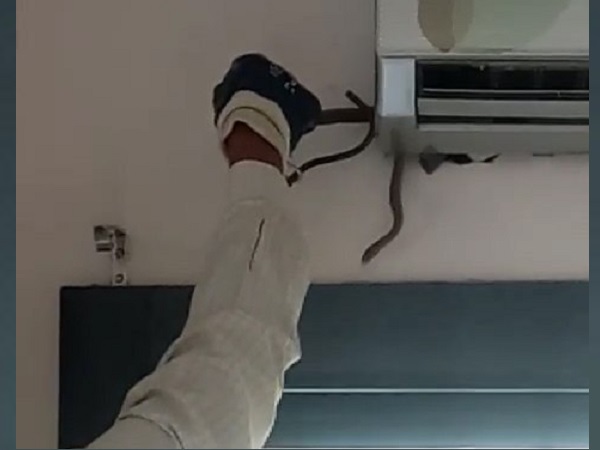 जंगल में छोड़ आए सांप