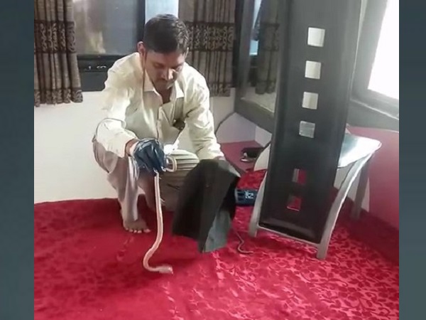 पूंछ पकड़कर निकाला