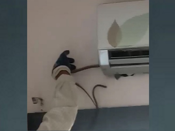 ड्रैनेज पाइप के जरिए घुसा सांप