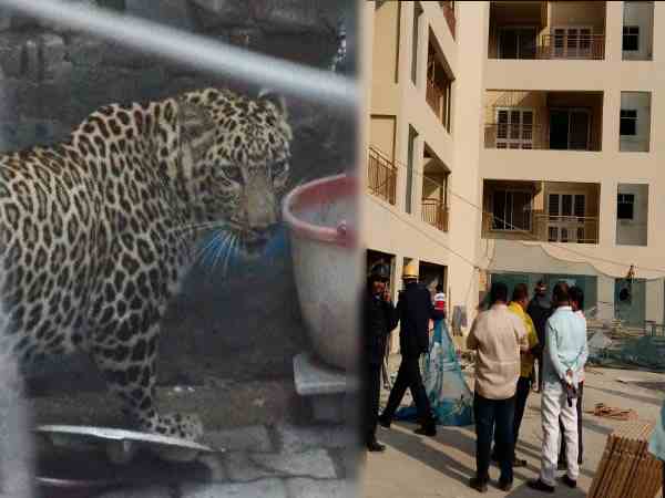leoprad attacks in residental area in punes mundhwa