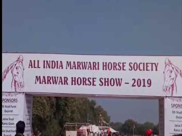 marwari horse show 2019 start in jodhpur