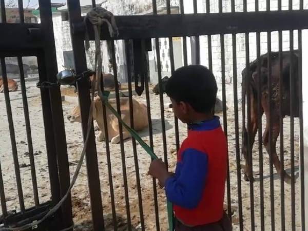 farmers fed up with stray cattles in uttar pradesh meerut