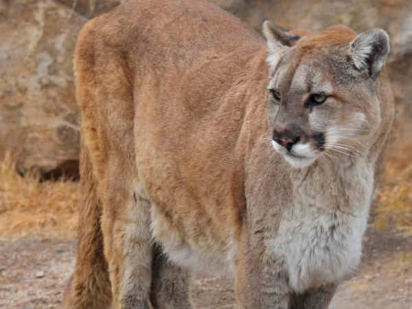 100 वर्षों में 20 की मौत 