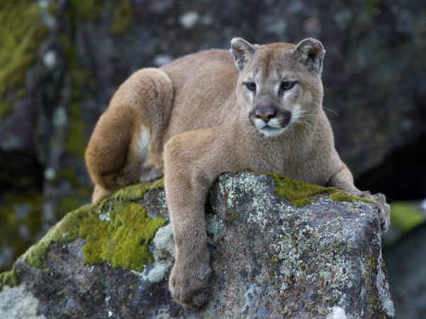 एक वर्ष से भी कम उम्र का था शेर 