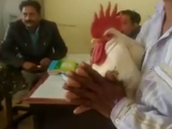 मूर्गे के मालिक पप्पू ने पुलिस के सामने हाथ जोड़ लिए