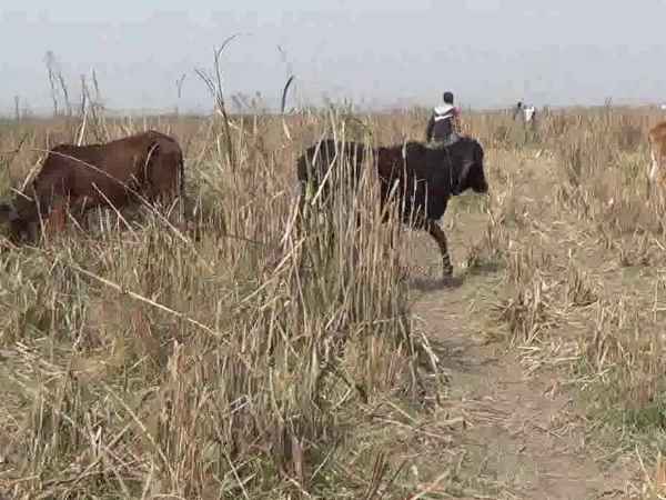 दूर-दूर तक गायों के खाने के लिए कुछ नहीं दूर-दूर तक गायों के खाने के लिए कुछ नहीं