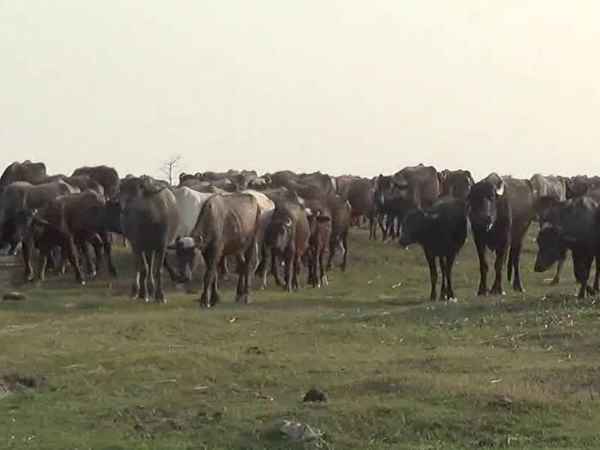 खादर क्षेत्र में फैली हैं लाशों खादर क्षेत्र में फैली हैं लाशों