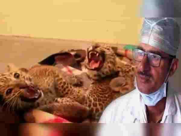 Jodhpur Doctor in Mothers Role of Panther Child at Machia Biological Park Jodhpur Doctor in Mothers Role of Panther Child at Machia Biological Park