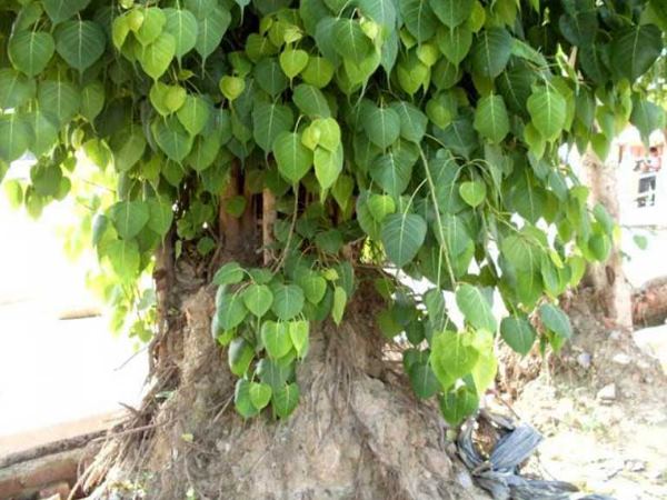 पितृऋण निवारण के उपाय