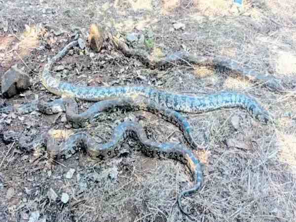 forest department investigating after seven pythons found dead in ratnagiri in maharashtra forest department investigating after seven pythons found dead in ratnagiri in maharashtra