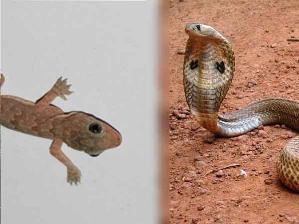 सांप और छिपकली से बनाई जाती है जहरीली शराब सांप और छिपकली से बनाई जाती है जहरीली शराब