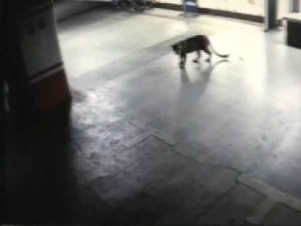 A leopard has been spotted at the basement of a hotel in Thane