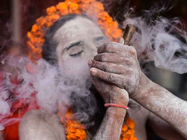 कुंभ में बाबाओं के पास कहा से आया गांजा 