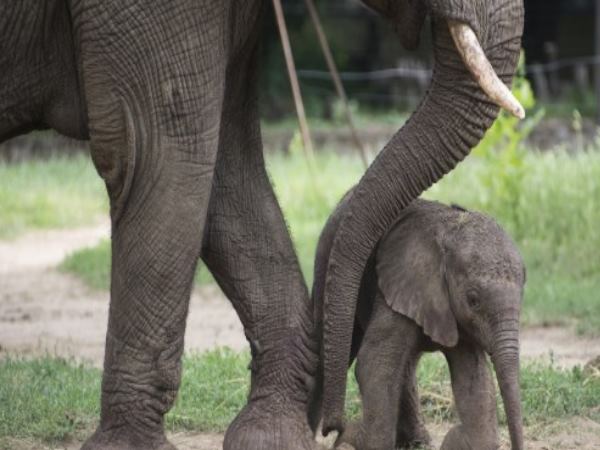 हाथियों के झुंड से टकराया परिवार