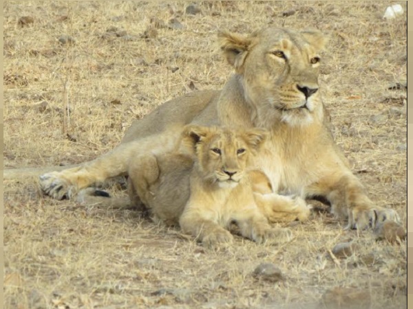 Two Lion Cubs Found Dead in Gir Forests Sasan Gir 