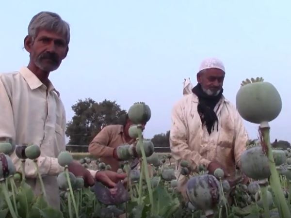 हजारों हैक्टेयर में बोई अफीम की फसल