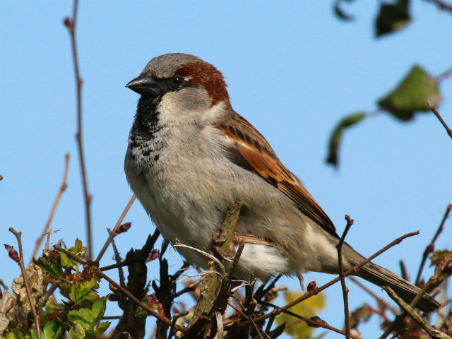 दुर्लभ प्रजाति की श्रेणी में गौरैया