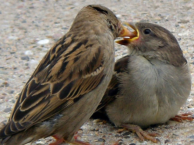 गौरेया को बचाने के लिए कीजिए ये काम 