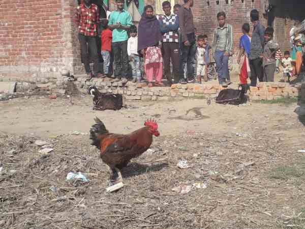 मोहल्ले वालों को दी गालियां