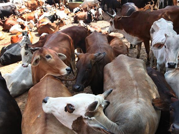 गोरक्षा