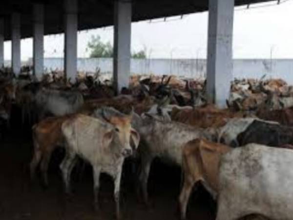 गायों की संख्या बढ़ने से चारे की हो गई कमी