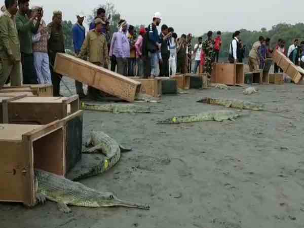 32 मादा और 8 नर घड़ियाल छोड़े