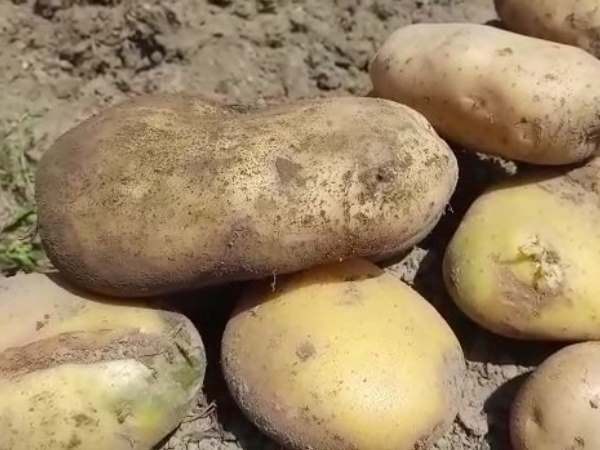 Etah district jail prisoner organic farming