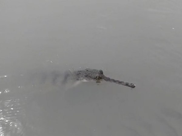 10 नर और 50 मादा पानी में छोड़े गए