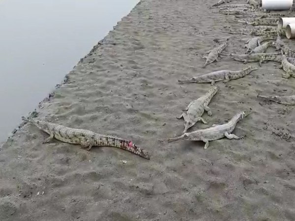 जिस पानी में रहते हैं, वह होता है शुद्ध