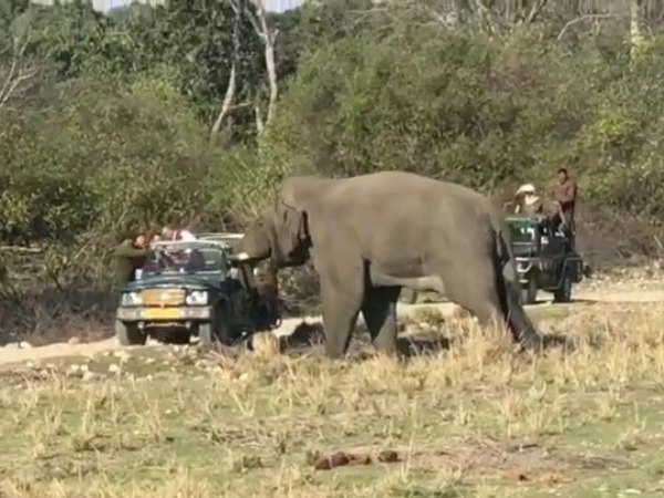 सेल्फी लेने के लिए चल गए थे गजराज के पास सेल्फी लेने के लिए चल गए थे गजराज के पास