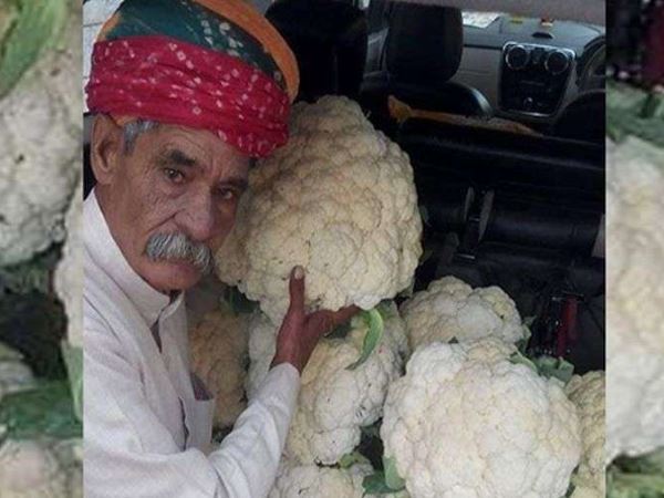 25 किलो ढाई सौ ग्राम वजनी गोभी का फूल