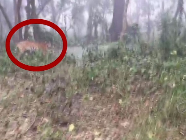 Tigress found in mahisagar jungle
