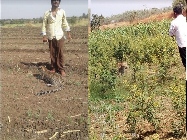 People behaved with leopard like Dog, photos viral on social sites