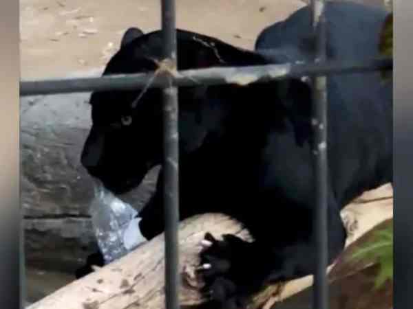 सेल्फी लेते-लेते पहुंची करीब