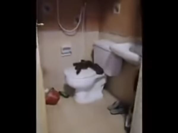 कमरे के बाद बाथरूम में जा घुसा अजगर