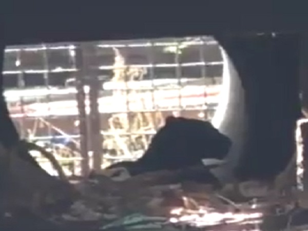 leopard enters in junagadh university and hunt a dog