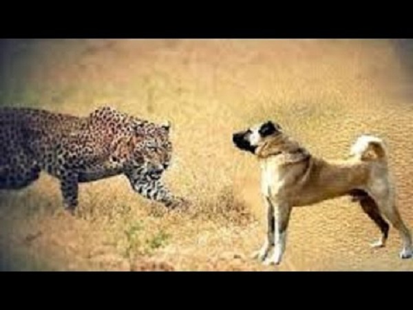 leopard enters in junagadh university and hunt a dog