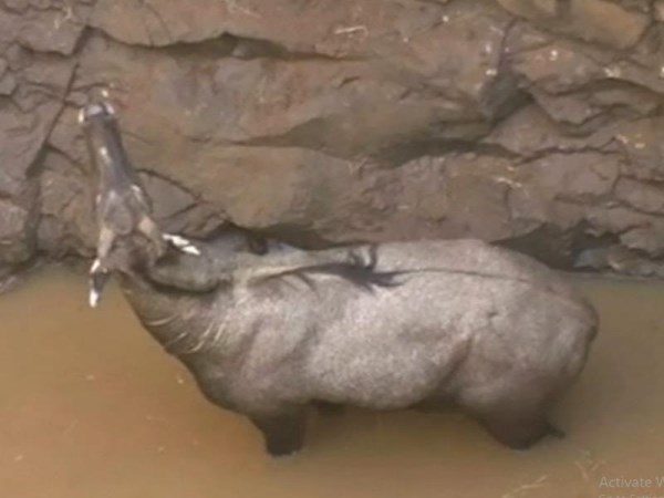 क्या है नीलगाय