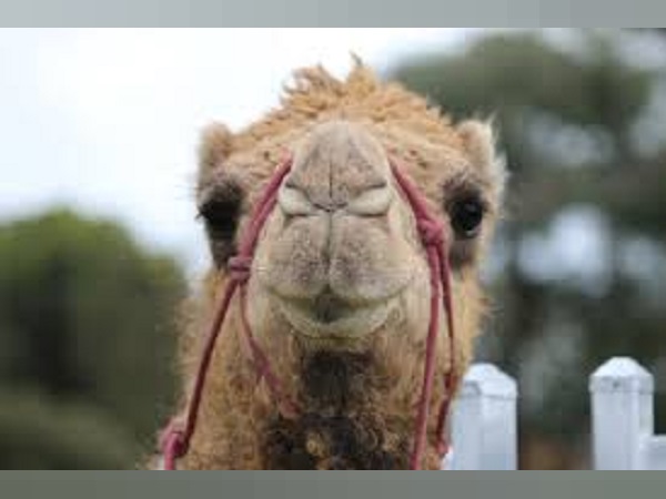 ऊंट ने खाना-पीना छोड़ दिया, गुमसुम बैठा रहता है