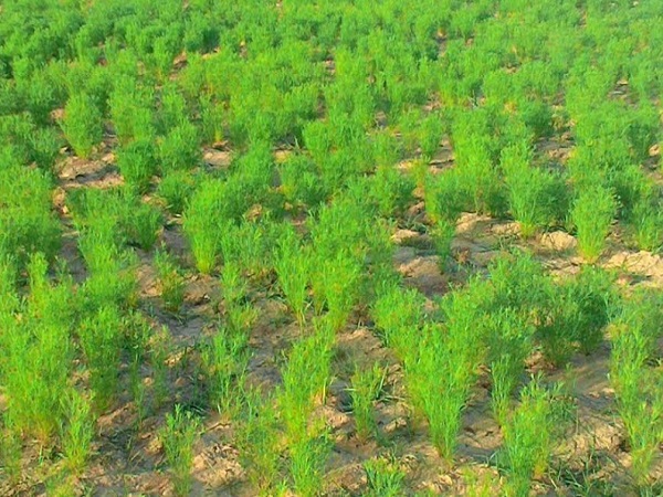 पानी की कमी से उत्पादन में पीछे छूट रहा गुजरात