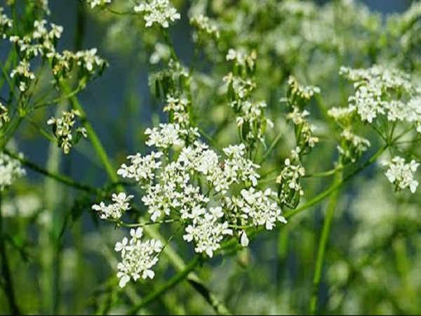 इतना हुआ जीरे का दोनों प्रांतों में उत्पादन