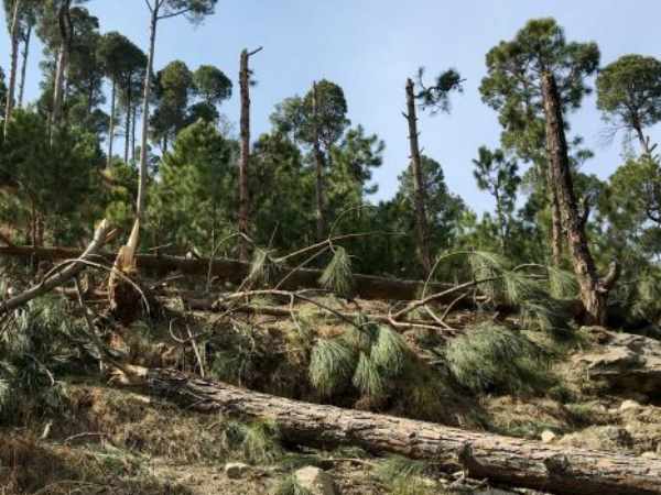 पाक की वन संपत्ति को नुकसान हुआ पाक की वन संपत्ति को नुकसान हुआ